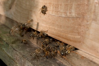 Honeybees arriving at hive entrance - Jonathan Pulfer